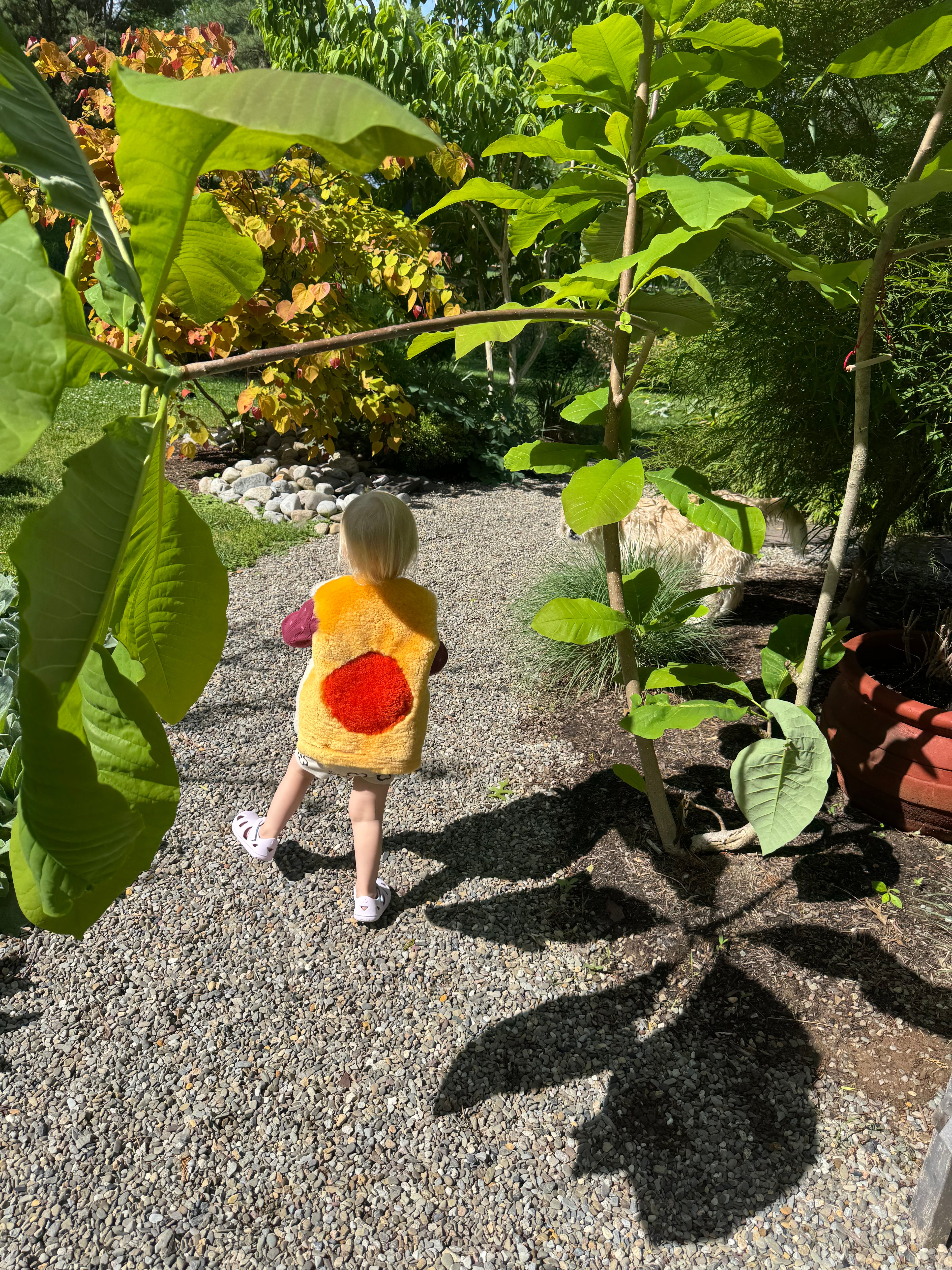 Harvest Moon, Size 2-3 Years